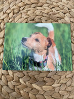 Hund Dog Chien Jack Russel Terrier Postcard Postkarte - Chiens