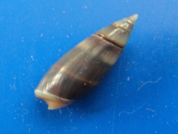 Olivella Semistriata Costa Rica 11,6mm GEM N6 - Conchiglie