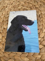 Hund Dog Curly Coated Retriever Postkarte - Chiens
