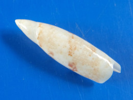 Terebellum Terebellum Australie 37,2mm GEM - Seashells & Snail-shells