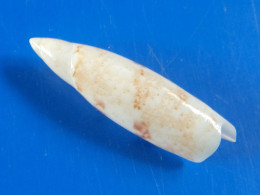 Terebellum Terebellum Australie 37,2mm GEM - Muscheln & Schnecken