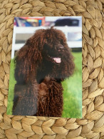 Hund Dog  Chien Irish Water Spaniel Postkarte - Chiens