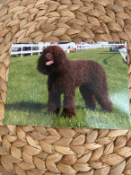 Hund Dog  Chien Irish Water Spaniel Postkarte - Chiens