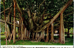 49863 - USA - Florida , Giant Banyan Tree - Gelaufen  - Autres & Non Classés