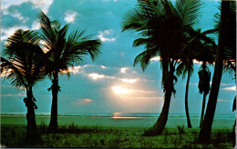 49854 - USA - Florida , Palm Trees , Sunrise - Gelaufen 1975 - Sonstige & Ohne Zuordnung