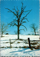 49813 - USA - Cave Springs , Arkansas , Winter Tree - Gelaufen 1981 - Otros & Sin Clasificación
