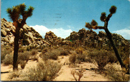 49816 - USA - California , Joshua Tree National Monument - Gelaufen 1962 - Autres & Non Classés