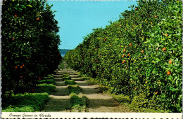 49800 - USA - Florida , Orange Groves - Gelaufen 1979 - Andere & Zonder Classificatie