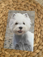 Hund Dog Chien West Highland White Terrier Postkarte - Chiens