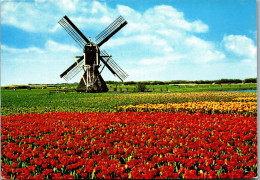 51024 - Niederlande - Blumen , Blumenfeld , Windmühle - Gelaufen 1983 - Sonstige & Ohne Zuordnung