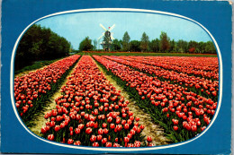 51017 - Niederlande - Blumen , Blumenfeld , Windmühle - Gelaufen 1969 - Sonstige & Ohne Zuordnung