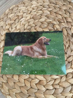 Hund Dog Chien Hovawart Postkarte Postcard - Chiens