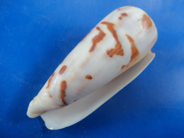 Conus Gubernator Madagascar  89,6mm F+++/GEM N8 - Conchiglie