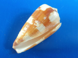 Conus Lithoglyphus Madagascar (Tuléar)  45,4mm F+++/GEM N1 - Schelpen