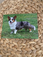 Hund Dog Chien Welsh Corgi Postkarte Postcard - Chiens