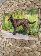 Dutch Shepherd Dog * Holländische Schäferhund * Hollandse Herder Postkarte Postcard J.2008 - Chiens