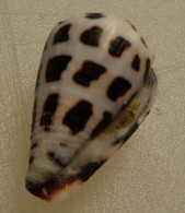 Conus Ebraeus Trouvé Vivant Philippines 24,3mm F++/F+++ WO N8 - Seashells & Snail-shells