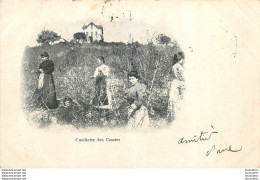 GRASSE CUEILLETTE DES CASSIES 1903 - Grasse