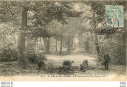 BOIS DE MEUDON CLAMART RAMASSEURS DE CHATAIGNES - Sonstige & Ohne Zuordnung