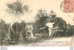 SCENE DE VENDANGES MEURSAULT - Sonstige & Ohne Zuordnung