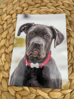 Hund Dog Chien Cane Corso Postkarte Postcard - Chiens