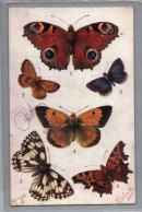 CARTOLINA F.P  PRIMI NOVECENTO  FARFALLE     - N°2 - Papillons