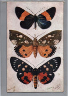 CARTOLINA F.P  PRIMI NOVECENTO  FARFALLE     - N°2 - Schmetterlinge