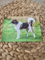 Hund Dog Chien 	 Czech Mountain Dog Postcard,Postkarte - Chiens