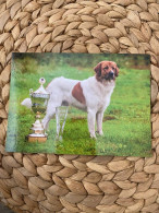 Hund Dog Chien 	 Czech Mountain Dog Postcard,Postkarte - Chiens