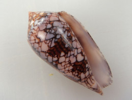 Conus Textile SP Madagascar 65,2mm  N5 - Coquillages