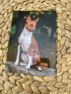 Hund Dog Basenji Postkarte - Chiens