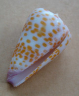 Conus Tessulatus Madagascar 43,8mm F+++ N4 - Seashells & Snail-shells