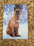 Hund Dog German Shepherd Deutscher Schäferhund Postkarte - Chiens