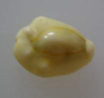 Cypraea Moneta De Polynésie, 21,5mm, GEM Del 7 - Coquillages