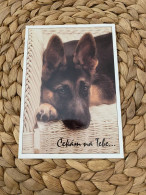 Hund Dog German Shepherd Deutscher Schäferhund Postkarte - Chiens
