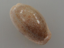 Cypraea Erosa Philippines 34,1mm GEM N12 - Seashells & Snail-shells