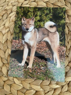 Hund Dog Chien Shikoku Inu,japanese Dog Postkarte Postcard - Chiens