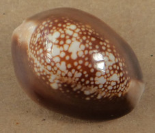 Cypraea Caputserpentis Philippines 30,9mm GEM  N7 - Conchas Y Caracoles