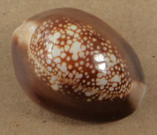 Cypraea Caputserpentis Philippines 30,9mm GEM  N7 - Seashells & Snail-shells