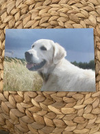 Hund Dog Chien Golden Retriever  Postkarte - Chiens