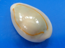 Cypraea Annulus Philippines 25,4mm GEM N19 - Seashells & Snail-shells