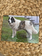 Hund Dog Chien  Pyrenean Mastiff Postkarte Postcard - Chiens