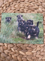 Hund Dog Chien Welpen German Shepherd And Wolf Spitz Postkarte Postcard - Chiens