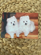 Hund Dog Chien  Spitz Postkarte Postcard - Chiens