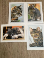 4x Katze Cat Chat Postkarte Postcard - Chats