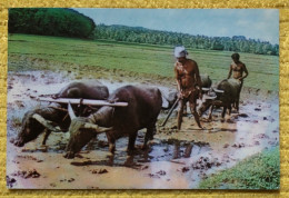 CPM Métier Paysans Sri Lanka - Paddy Harvest / Récolte De Riz Paddy - Attelages Bœufs - Bauern