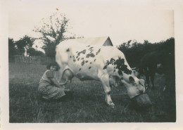 Photo Jeune Femme Avec Une Vache - Persone Anonimi