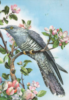 UCCELLO Animale Vintage Cartolina CPSM #PAN414.A - Pájaros