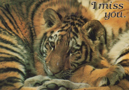 TIGRE GATO GRANDE Animales Vintage Tarjeta Postal CPSM #PAM027.A - Tigers