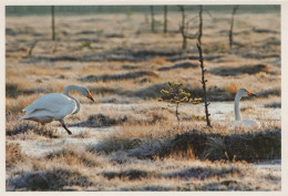 VOGEL Tier Vintage Ansichtskarte Postkarte CPSM #PBR438.A - Birds